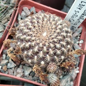 Sulcorebutia breviflora L314 -s