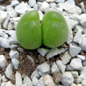 gibbaeum pilosusulum волосатое тельце