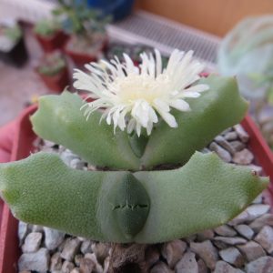 odontophorus nanus Enriex