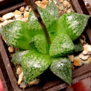 haworthia picta ЮАР