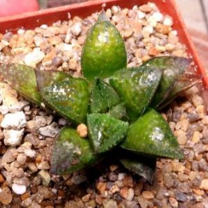 haworthia chocolate hybrid