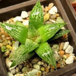 haworthia metallica x parxiana