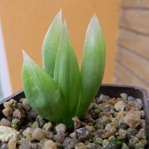 bulbine mesembryanthemoides