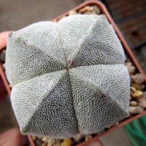 astrophytum myriostigma  quadricostatum ball