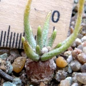 anacampseros alstonii