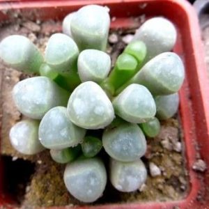 fenestraria rhopalophylla subsp. aurantiaca