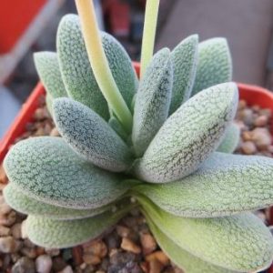 crassula tecta не гибрид