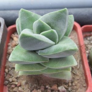 crassula moonglow