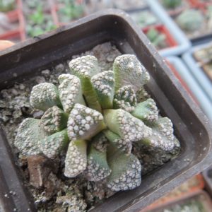 titanopsis calcarea