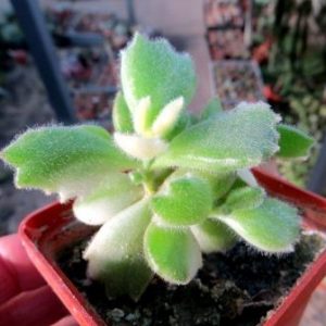 tylecodon ladisaviensis variegata