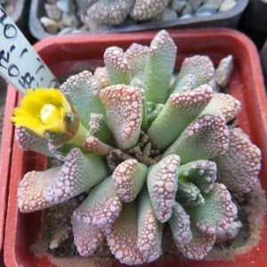 1870.1 MG titanopsis calcarea