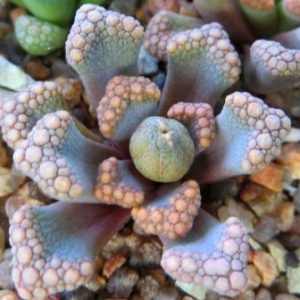 titanopsis hugo-schlechteri