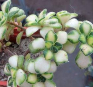 aeonium mini variegata