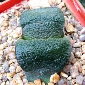 gasteria armstrongii Renny Wong