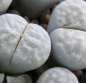 lithops julii C 297