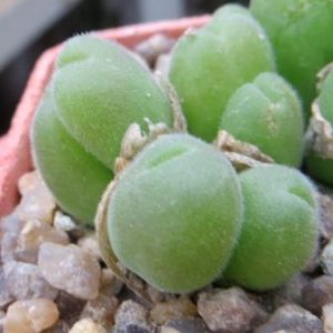gibbaeum pilosulum волосатое тельце