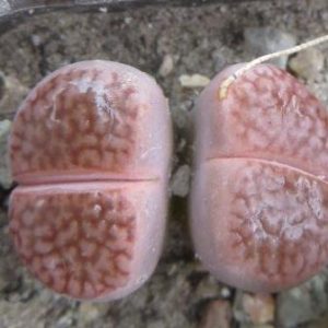 lithops hoockeri marginata