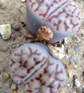 1568.5 MG lithops bromfieldii v mennellii