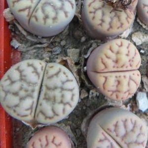 1568.5 MG lithops bromfieldii v mennellii