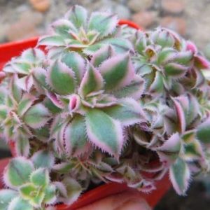 aeonium decorum sunburst monstrosa
