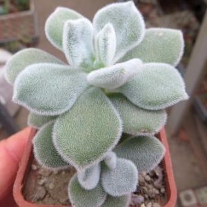 echeveria frosty