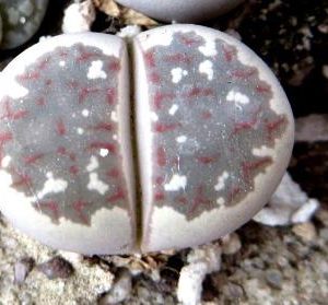 lithops dorotheae c124