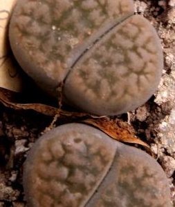 1616.34lithops hookeri marginata С137