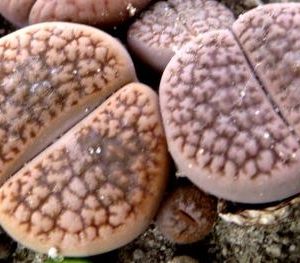 1616.02 MG lithop hookeri