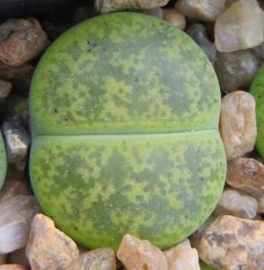 lithops lesliei albinica
