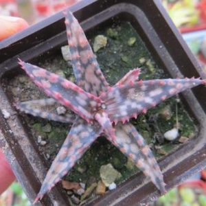 aloe hybrid