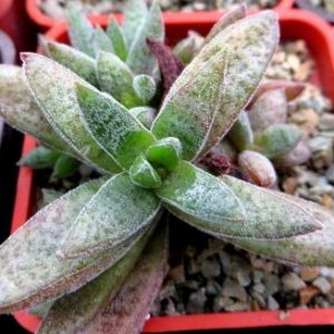 crassula spec