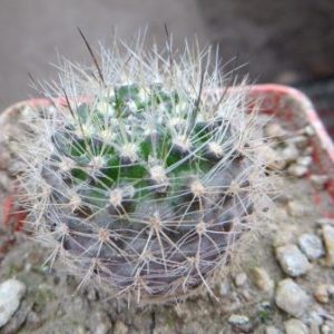 neoporteria nigrihorrida
