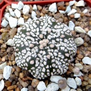 astrophytum super kabuto x hanazono