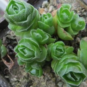 Crassula Emerald