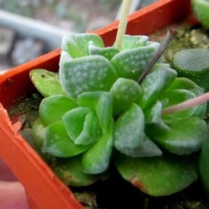 Crassula Dorothy