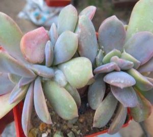 echeveria cristata