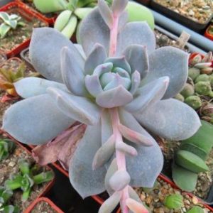 echeveria laui hybrids