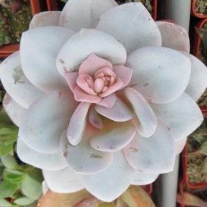 echeveria laui