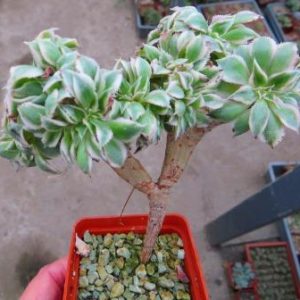 aeonium decorum cv. sunburst f. cristata