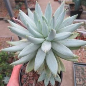 echeveria spec