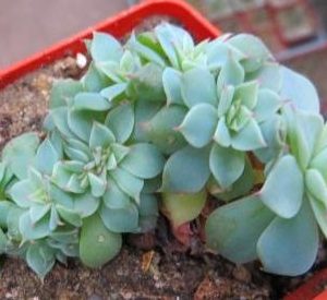 echeveria cristata