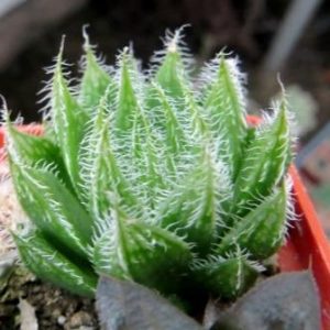 haworthia  scabrispina