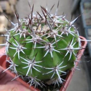 acanthocalycium peitscherianum
