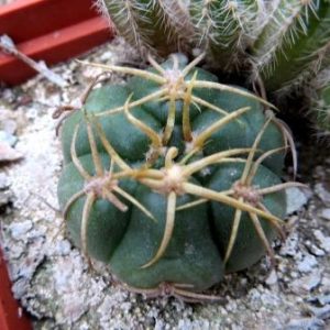 gymnocalycium megalothelos