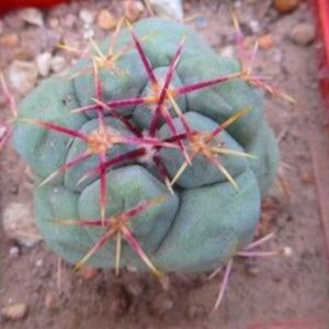 thelocactus hexaedrophorus var. fossulatus