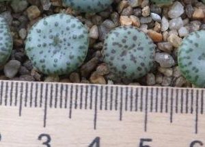conophytum obcordellum ЮАР