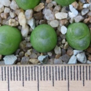 conophytum ratum SH 1200