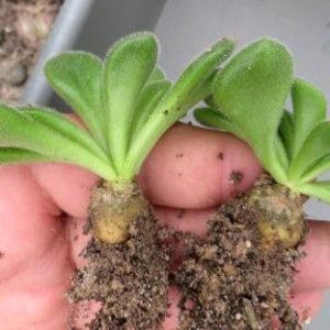 tylecodon leucothrix