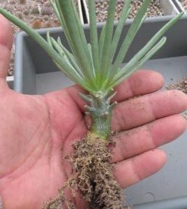 tylecodon cacalioides