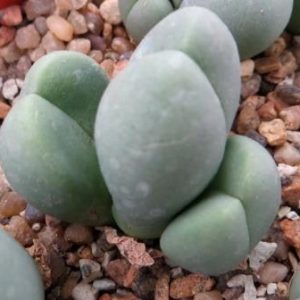 gibbaeum helsii